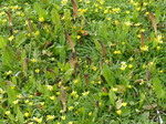 FZ004311 Great horsetail (Equisetum telmateia) and Lesser celandine  (Lesser celandine) on verge.jpg